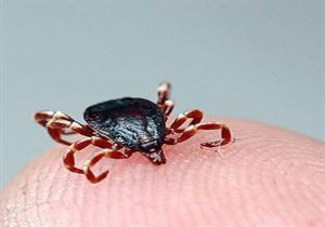 Lyme Artık Kırım Kongo Kanamalı Ateşi nden de TEHLİKELİ!